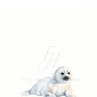 Arctic Seal Art Print